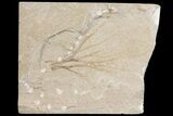 Cretaceous Plant Fossil - Hakel, Lebanon #163088-1